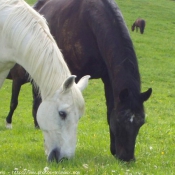 Photo de Races diffrentes