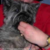 Photo de Cairn terrier