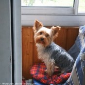 Photo de Yorkshire terrier