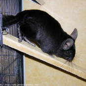 Photo de Chinchilla