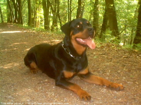 Photo de Rottweiler