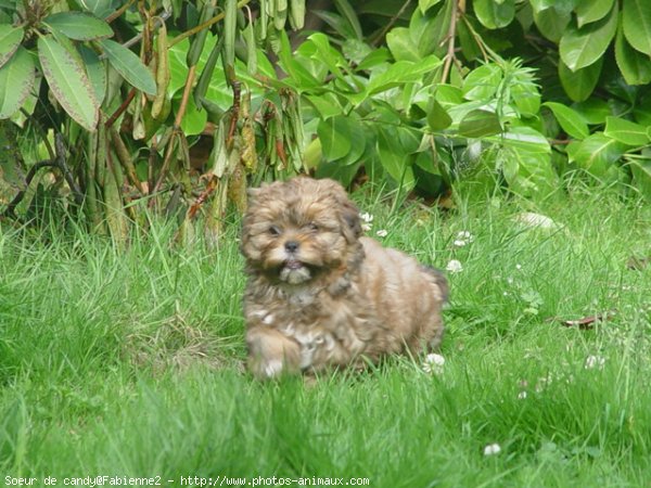 Photo de Shih tzu