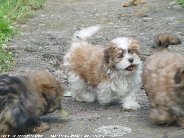 Photo de Shih tzu