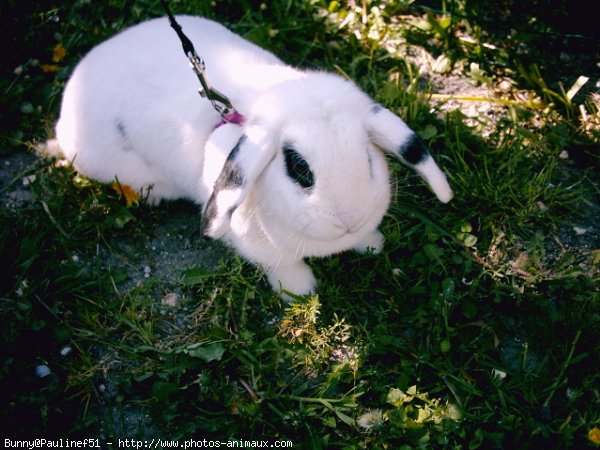 Photo de Lapin