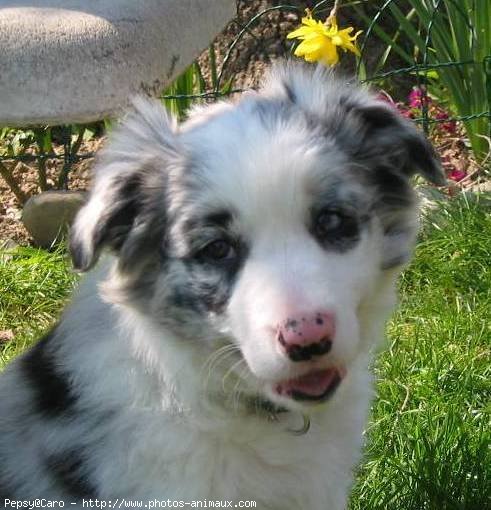 Photo de Border collie