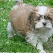 Photo de Shih tzu