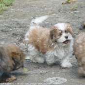 Photo de Shih tzu