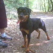 Photo de Rottweiler