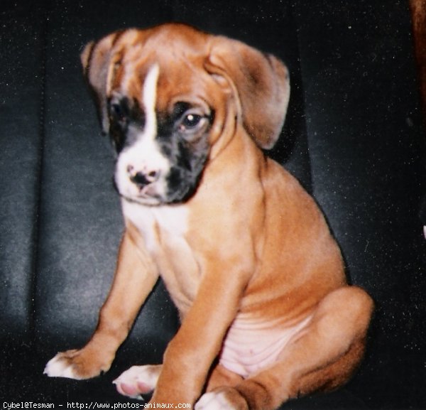 Photo de Boxer