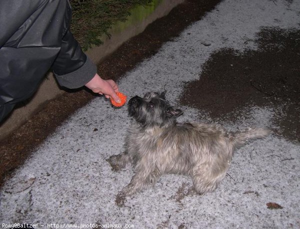 Photo de Cairn terrier