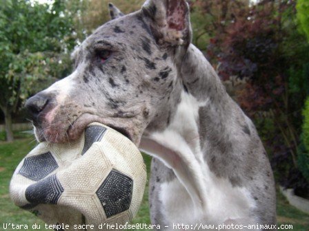 Photo de Dogue allemand