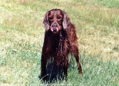 Photo de Setter irlandais rouge