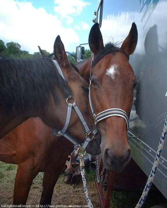 Photo de Races diffrentes