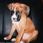 Photo de Boxer