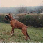 Photo de Boxer