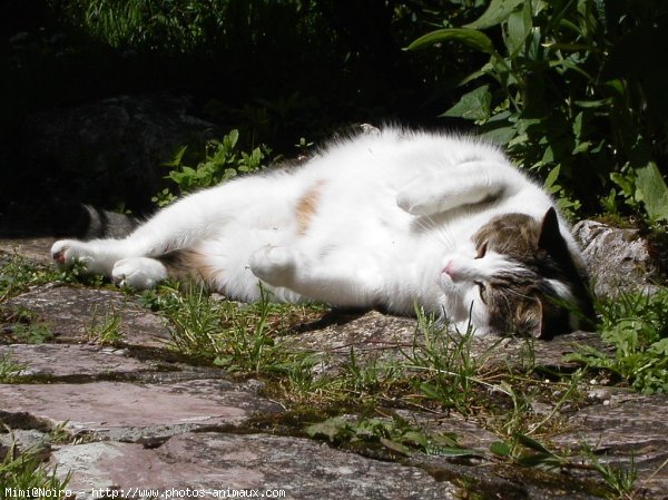 Photo de Chat domestique