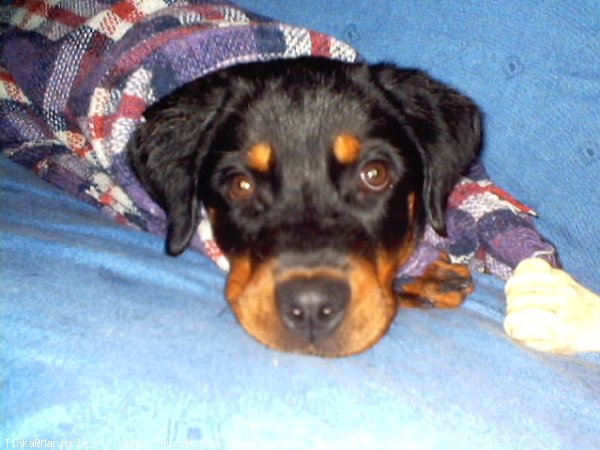 Photo de Rottweiler