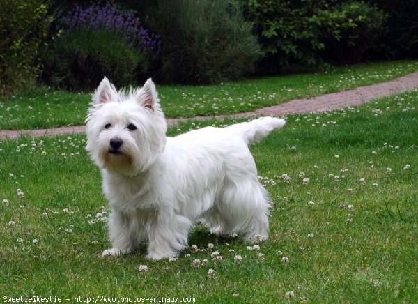 Photo de West highland white terrier