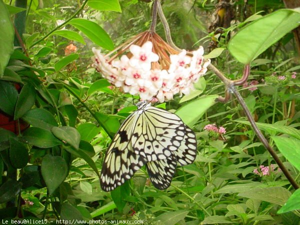 Photo de Papillon