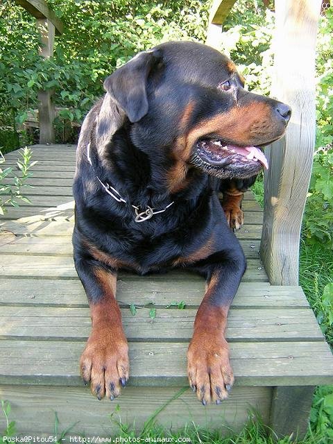 Photo de Rottweiler