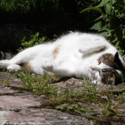 Photo de Chat domestique