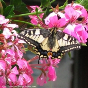 Photo de Papillon