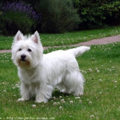 Photo de West highland white terrier