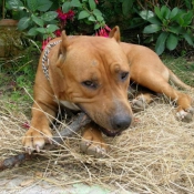 Photo d'American staffordshire terrier