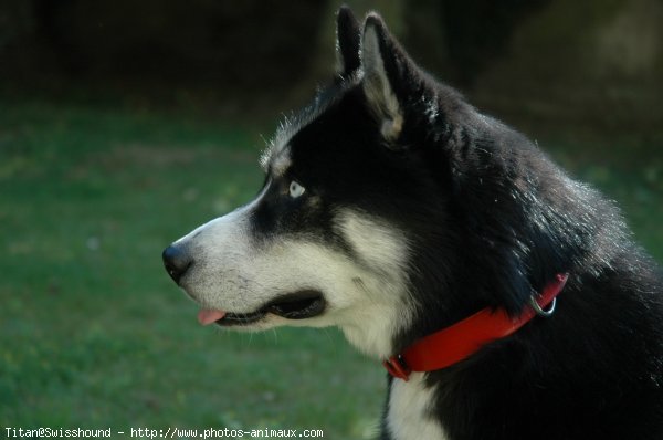 Photo de Husky siberien