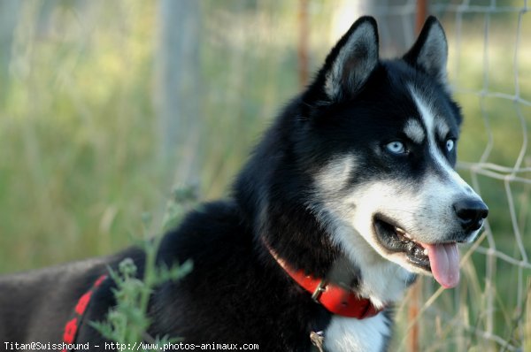 Photo de Husky siberien