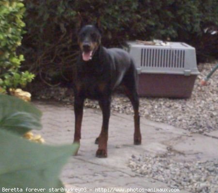 Photo de Dobermann