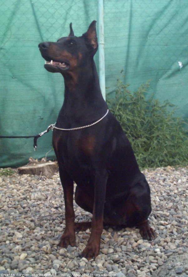 Photo de Dobermann