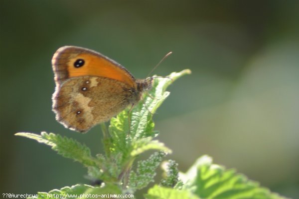 Photo de Papillon