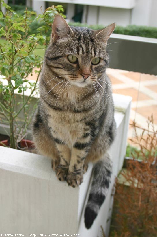 Photo de Chat domestique