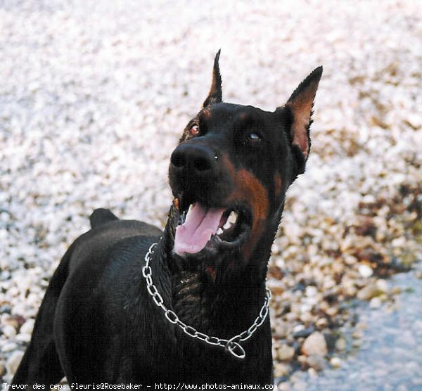 Photo de Dobermann