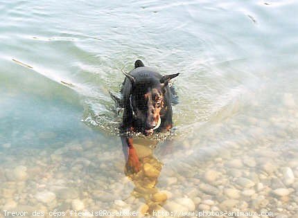 Photo de Dobermann