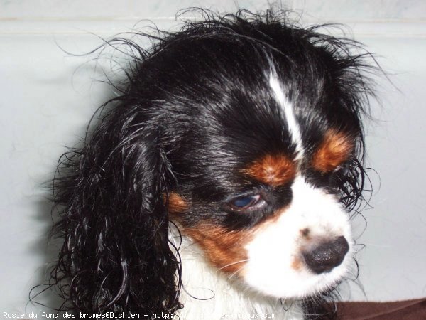 Photo de Cavalier king charles spaniel