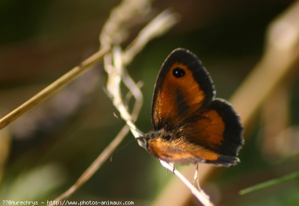 Photo de Papillon