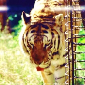 Photo de Tigre