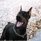 Photo de Dobermann