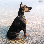 Photo de Dobermann