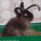 Photo de Lapin