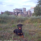 Photo de Rottweiler