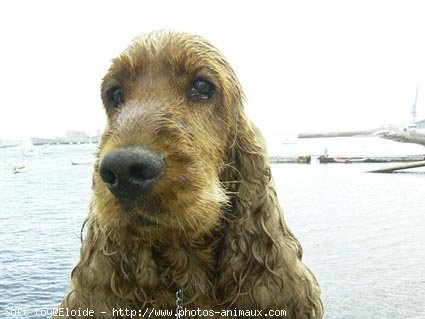 Photo de Cocker anglais