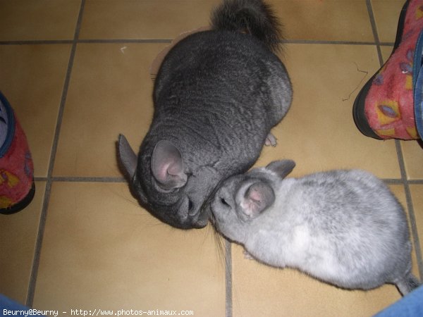 Photo de Chinchilla