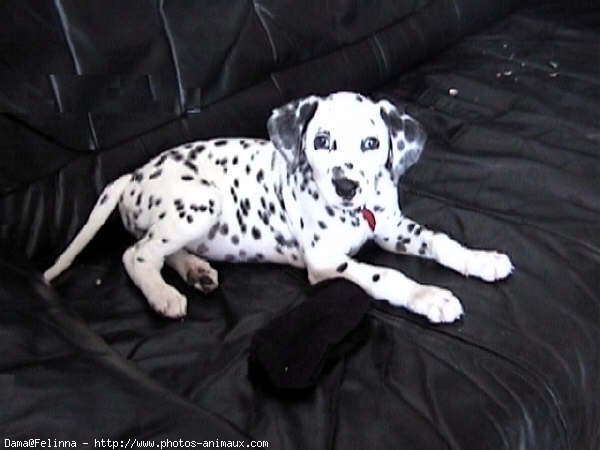 Photo de Dalmatien