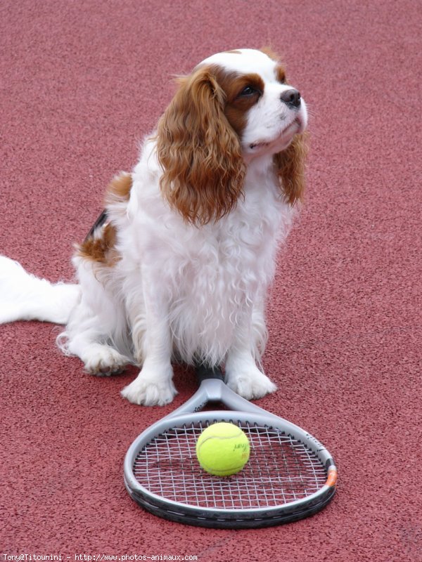 Photo de Cavalier king charles spaniel