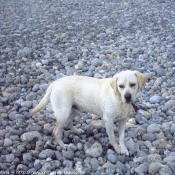 Photo de Labrador retriever