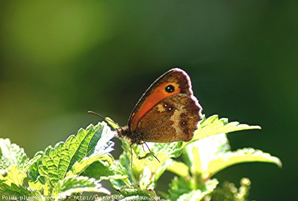 Photo de Papillon