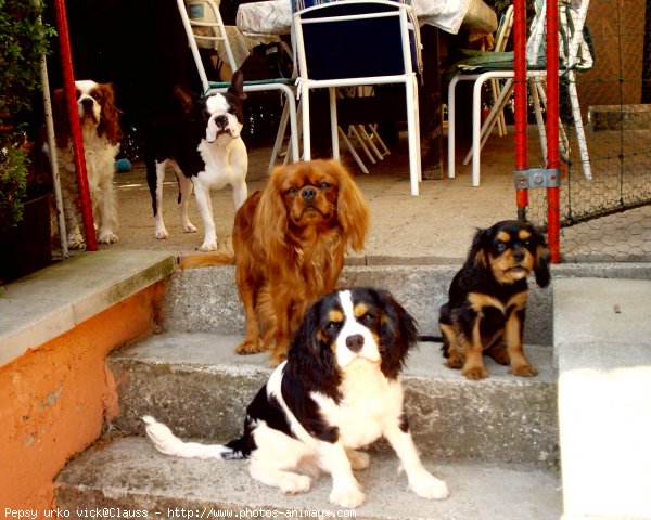 Photo de Cavalier king charles spaniel